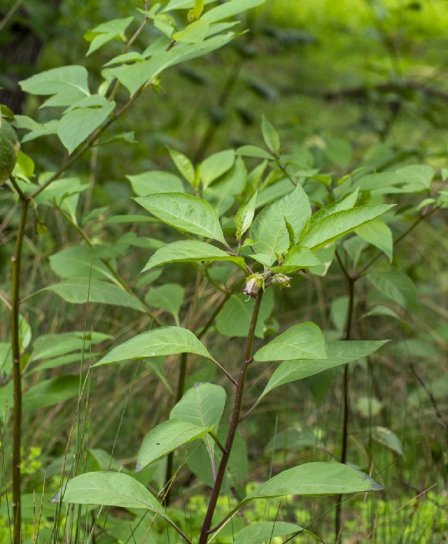 Atropa bella-donna / Belladonna